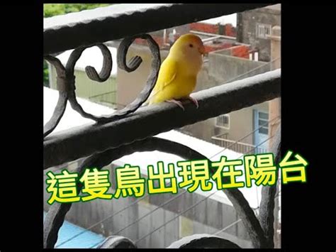 鳥飛 入 屋 風水|【家裡飛來鳥】家裡飛來吉祥鳥？鳥類進家預示什麼吉凶福禍？